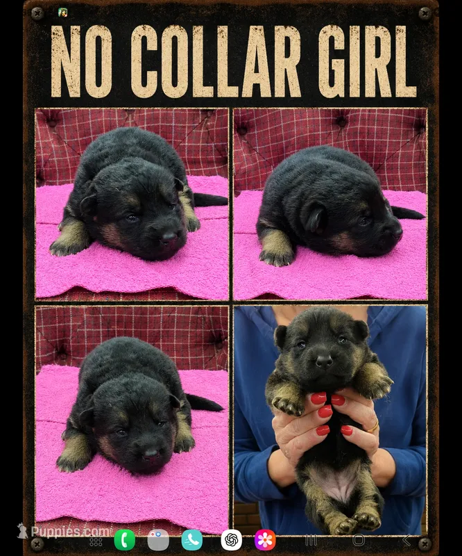 no collar girl – German Shepherd Dog puppy for sale in Greensburg, PA