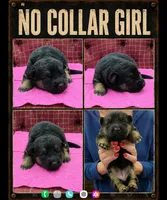 no collar girl, a female German Shepherd Dog for sale in Greensburg, PA – 1 of 1