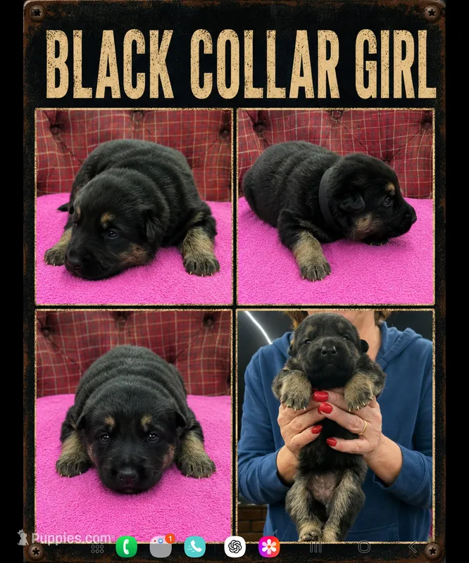 black collar girl – German Shepherd Dog puppy for sale in Greensburg, PA