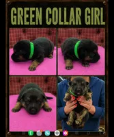 Green collar girl, a female German Shepherd Dog for sale in Greensburg, PA – 1 of 1