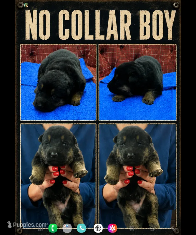 No Collar Boy – German Shepherd Dog puppy for sale in Greensburg, PA