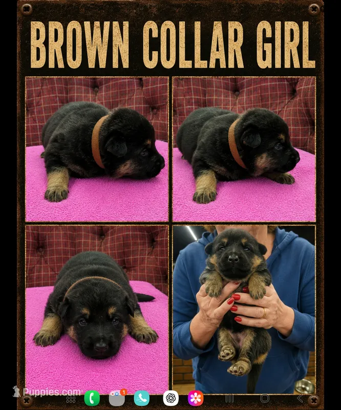 brown collar girl – German Shepherd Dog puppy for sale in Greensburg, PA