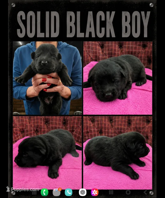 solid black boy – German Shepherd Dog puppy for sale in Greensburg, PA