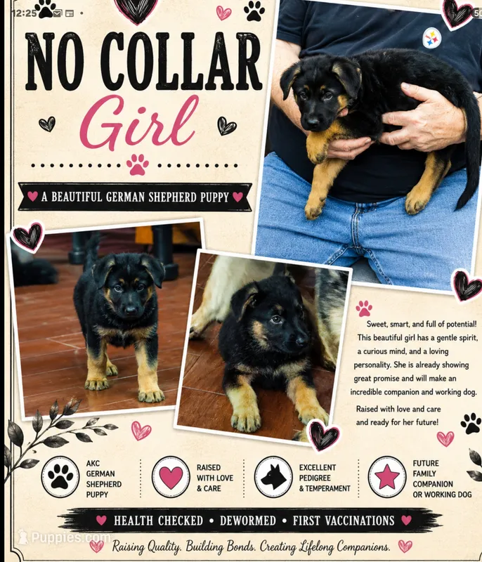 no collar girl – German Shepherd Dog puppy for sale in Greensburg, PA