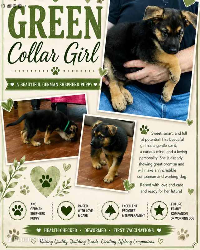 Green collar girl – German Shepherd Dog puppy for sale in Greensburg, PA