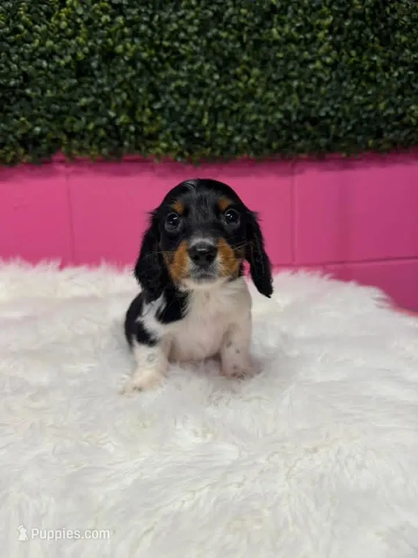 Bingo – Miniature Dachshund puppy for sale in Fort Smith, AR
