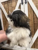 Max, a male Shih Tzu for sale in Fort Smith, AR – 1 of 2