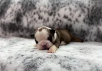 Jelly Roll, a male English Bulldog for sale in Fort Smith, AR – 2 of 2