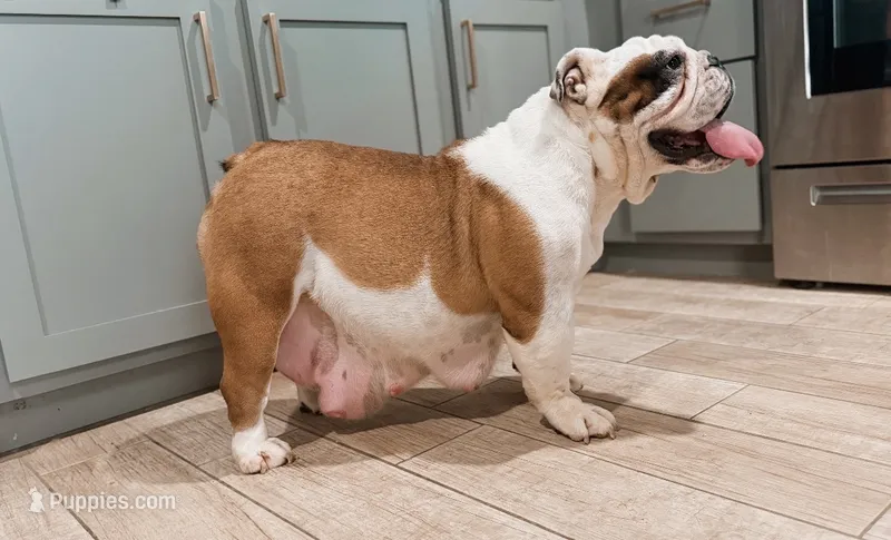 Daisy pet home – English Bulldog puppy for sale in Fort Smith, AR
