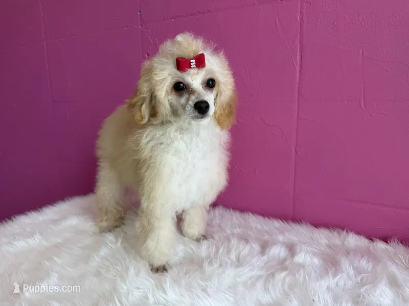 Winnie – Poodle - Miniature  puppy for sale in Fort Smith, AR