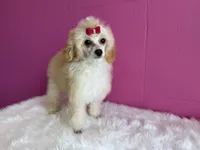 Winnie, a female Poodle - Miniature  for sale in Fort Smith, AR – 1 of 2
