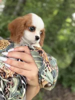 Charlie, a male Cavalier King Charles Spaniel for sale in Fort Smith, AR – 3 of 3