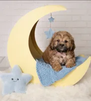 Maxwell , a male Shihpoo for sale in Fort Smith, AR – 2 of 2