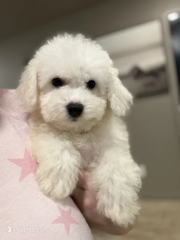 Polar Bear  – Bichon Frise puppy for sale in Fort Smith, AR