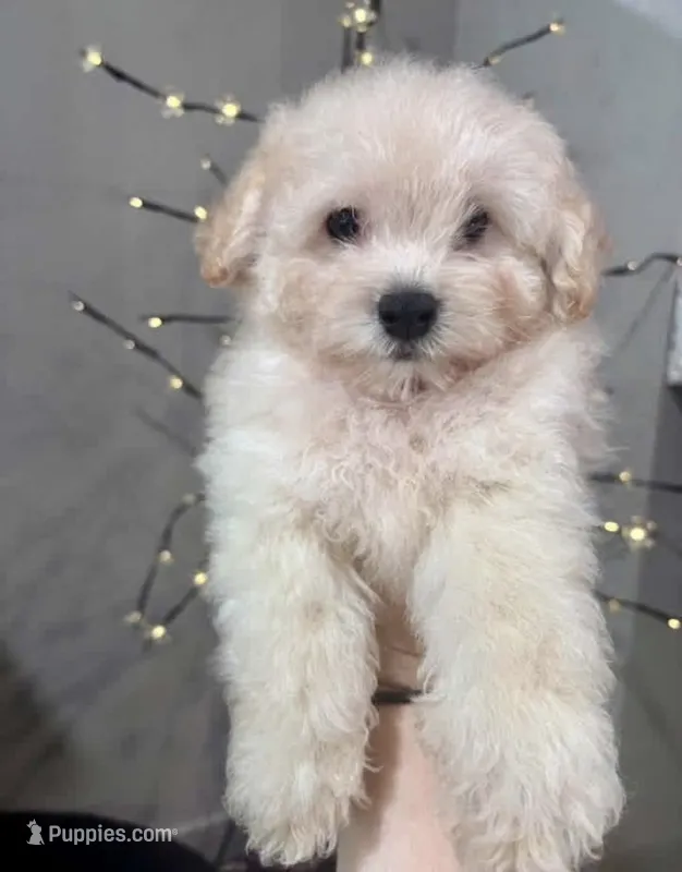 Buddy – Poodle - Toy  puppy for sale in Fort Smith, AR