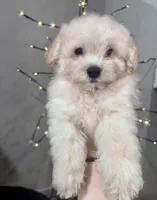 Buddy, a male Poodle - Toy  for sale in Fort Smith, AR – 1 of 2