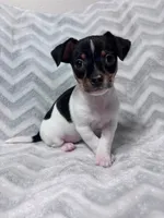 Beaux, a male Chiweenie for sale in Fort Smith, AR – 3 of 3