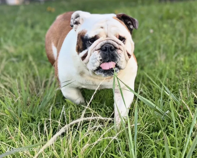 In heat now – English Bulldog puppy for sale in Fort Smith, AR