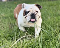 In heat now, a female English Bulldog for sale in Fort Smith, AR – 1 of 1