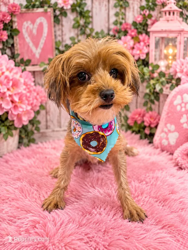 Bella – Yorkshire Terrier puppy for sale in Fort Smith, AR