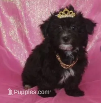 Minnie  – Maltipoo puppy for sale in Fort Smith, AR
