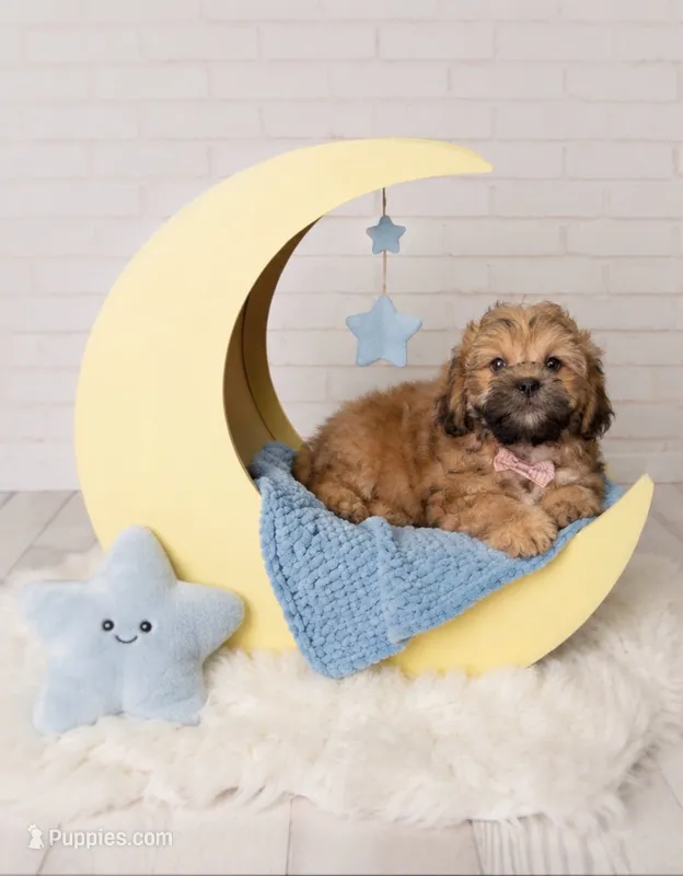 Maxwell  – Shihpoo puppy for sale in Fort Smith, AR