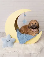 Maxwell , a male Shihpoo for sale in Fort Smith, AR – 1 of 2