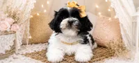 Tilly, a male Shihpoo for sale in Fort Smith, AR – 1 of 2