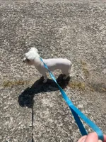 Frosty paws, a male Maltese for sale in Fort Smith, AR – 2 of 2