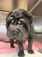 Fat fat , a female Chinese Shar-Pei for sale in Fort Smith, AR – 2 of 5