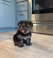 Milly , a female Yorkshire Terrier for sale in Fort Smith, AR – 3 of 3