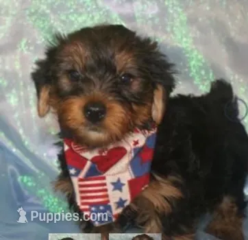 Beau  – Yorkshire Terrier puppy for sale in Fort Smith, AR