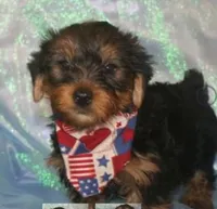 Beau , a male Yorkshire Terrier for sale in Fort Smith, AR – 1 of 1