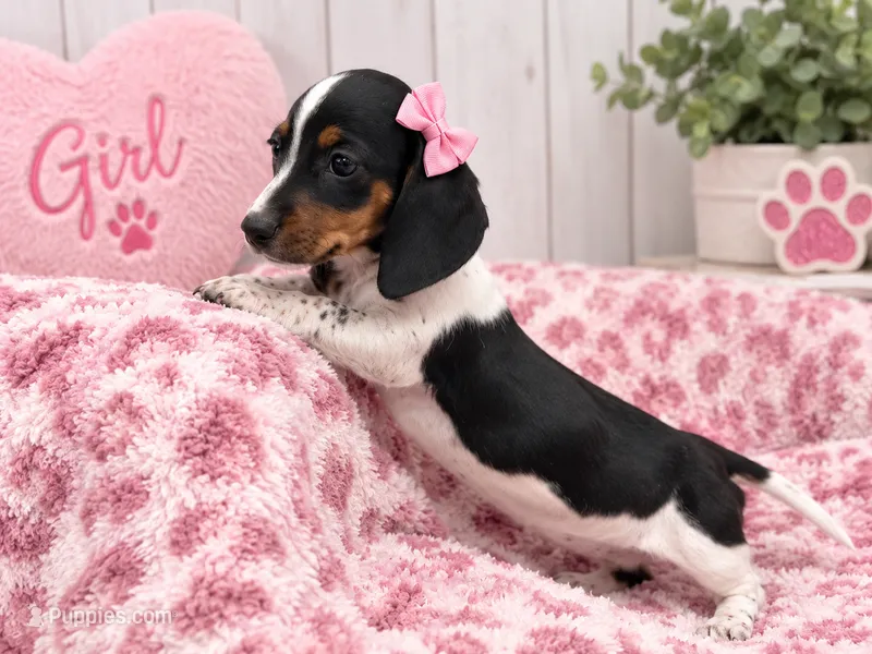 Bella – Miniature Dachshund puppy for sale in Fort Smith, AR