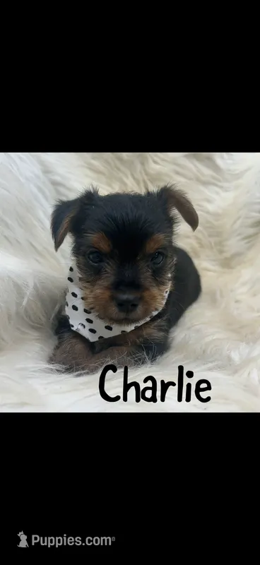 Charlie – Yorkshire Terrier puppy for sale in Fort Smith, AR