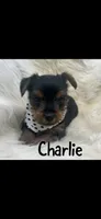 Charlie, a male Yorkshire Terrier for sale in Fort Smith, AR – 1 of 1