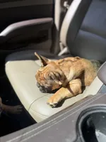 Dior red Merle fluffy girl, a female French Bulldog for sale in Fort Smith, AR – 2 of 3