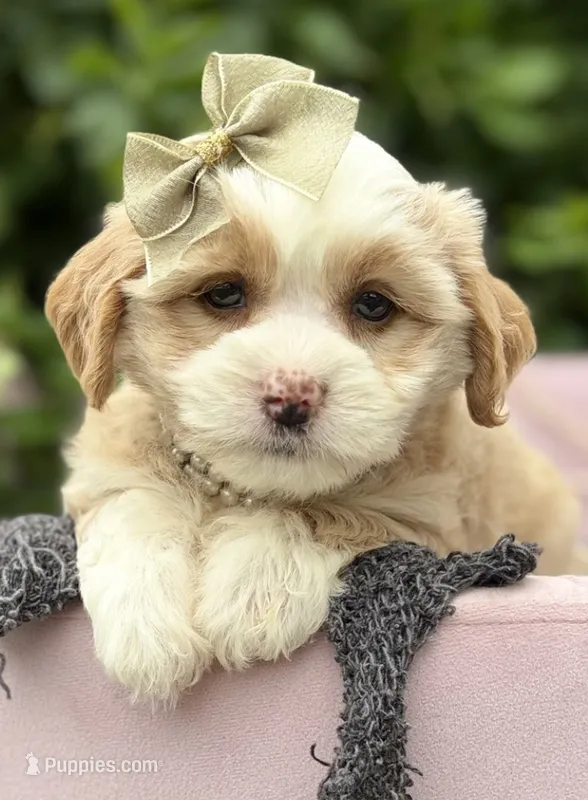 Cavy – Cavapoo puppy for sale in Fort Smith, AR