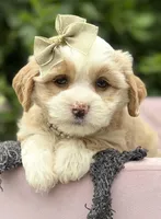 Cavy, a female Cavapoo for sale in Fort Smith, AR – 1 of 1