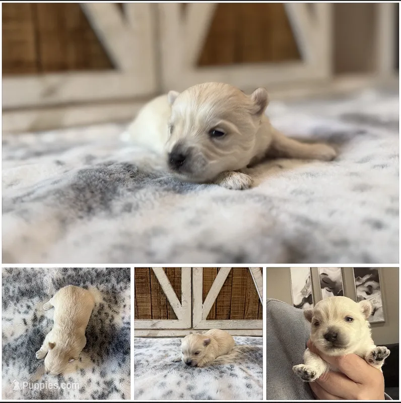 “Polar Bear” Male 1 – Morkie puppy for sale in Fort Smith, AR
