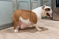 Daisy pet home, a female English Bulldog for sale in Fort Smith, AR – 2 of 3