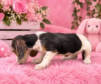 Bella, a female Miniature Dachshund for sale in Fort Smith, AR – 2 of 2