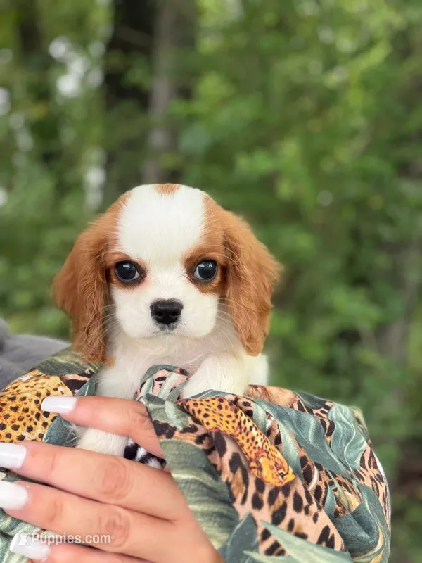 Charlie – Cavalier King Charles Spaniel puppy for sale in Fort Smith, AR