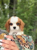 Charlie, a male Cavalier King Charles Spaniel for sale in Fort Smith, AR – 1 of 3