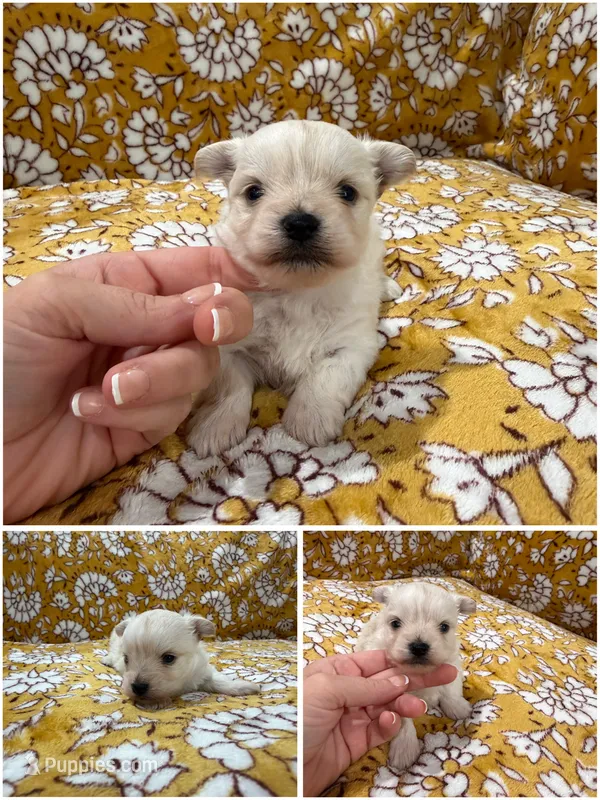 “Leo” Male 3 ⭐️updated photos⭐️ – Morkie puppy for sale in Fort Smith, AR