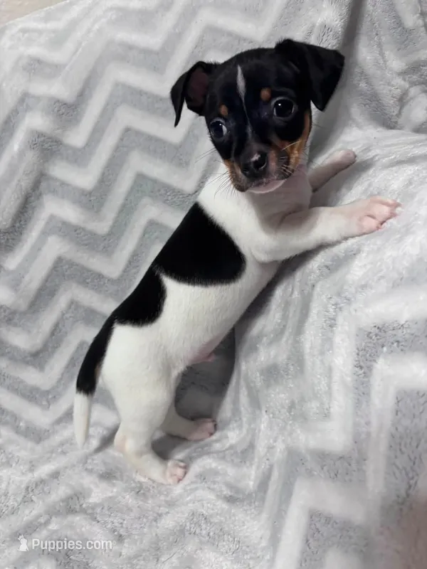 Beaux – Chiweenie puppy for sale in Fort Smith, AR