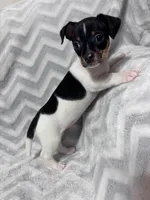 Beaux, a male Chiweenie for sale in Fort Smith, AR – 1 of 3