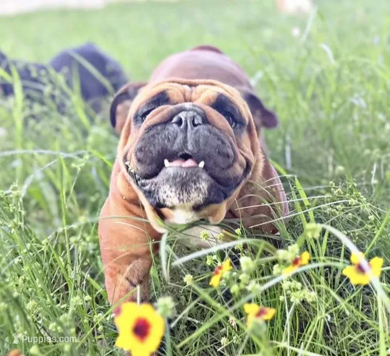 Tiny – English Bulldog puppy for sale in Fort Smith, AR