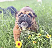 Tiny, a female English Bulldog for sale in Fort Smith, AR – 1 of 1