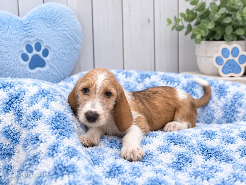 Beans – Miniature Dachshund puppy for sale in Fort Smith, AR